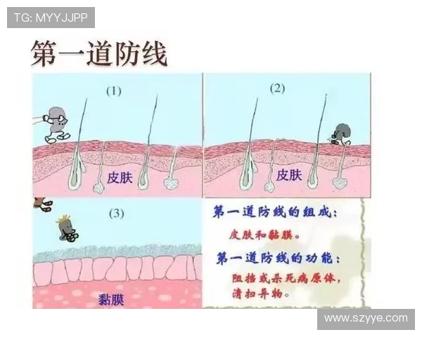乌加特作为防线前屏障的防守价值与作用机制解析